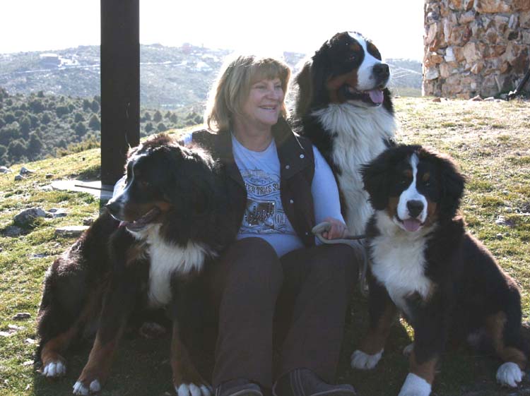 bernese mountain dogs
